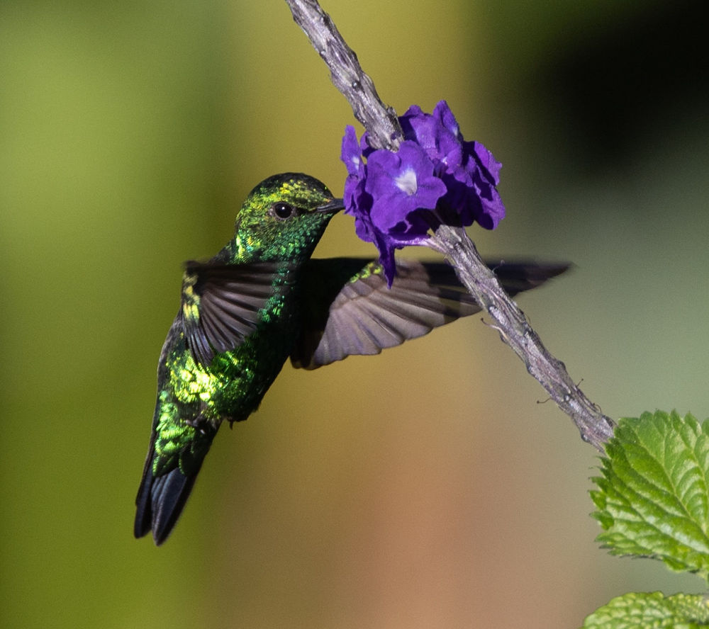 Western Emerald, Chlorostilbon melanorhynchus. Photo: D. Ascanio.